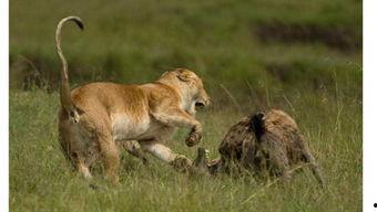 狮子打架打死视频,一场惊心动魄的王者对决