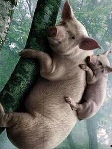 母猪上树视频,揭秘动物界的非凡行为之谜