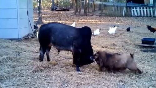 斗黄牛牛视频在线播放,在线观看精彩对决，感受竞技魅力