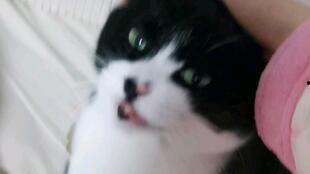 丝袜吧小黑喵喵,揭秘网络红人的魅力与影响力