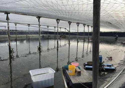 爆料养虾大棚视频播放,视频曝光养殖过程与奥秘