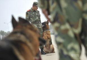 警犬来啦免费观看31,揭秘警犬训练与英勇事迹