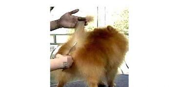 博美剪毛视频,视频教你轻松掌握