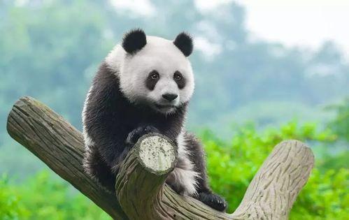 娱乐吃瓜大熊猫视频大全