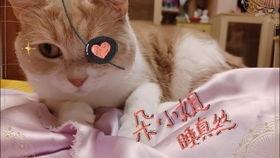 娱乐吃瓜酱可爱小鱼