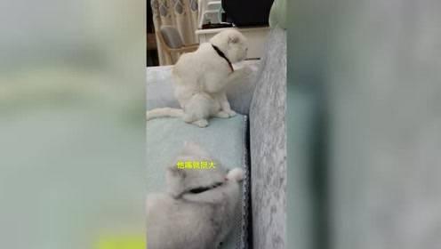 刘二豆与娱乐吃瓜君,揭秘娱乐圈背后的故事